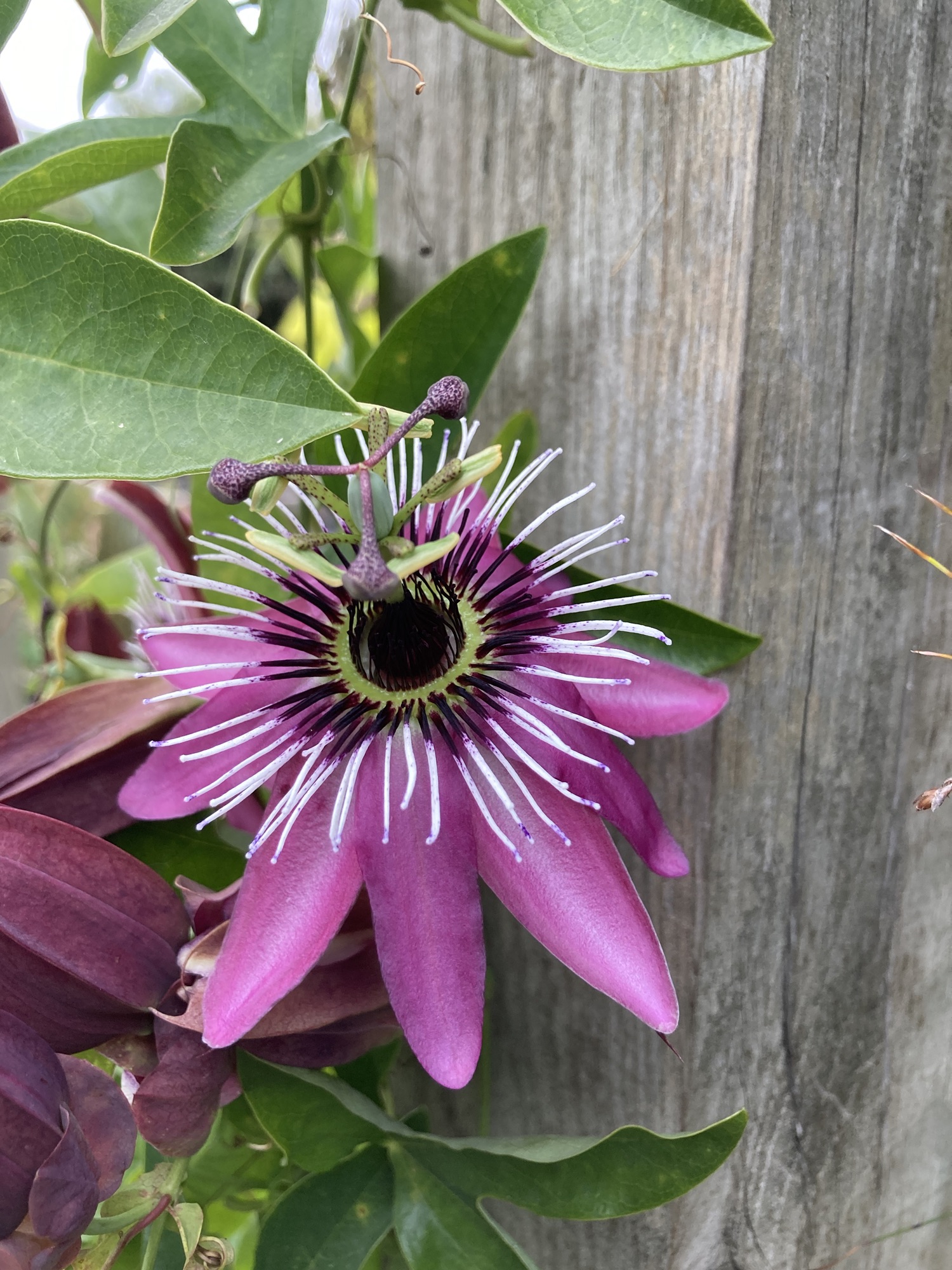 Schrödinger's Passionflower – A Hardiness Trial – Devon