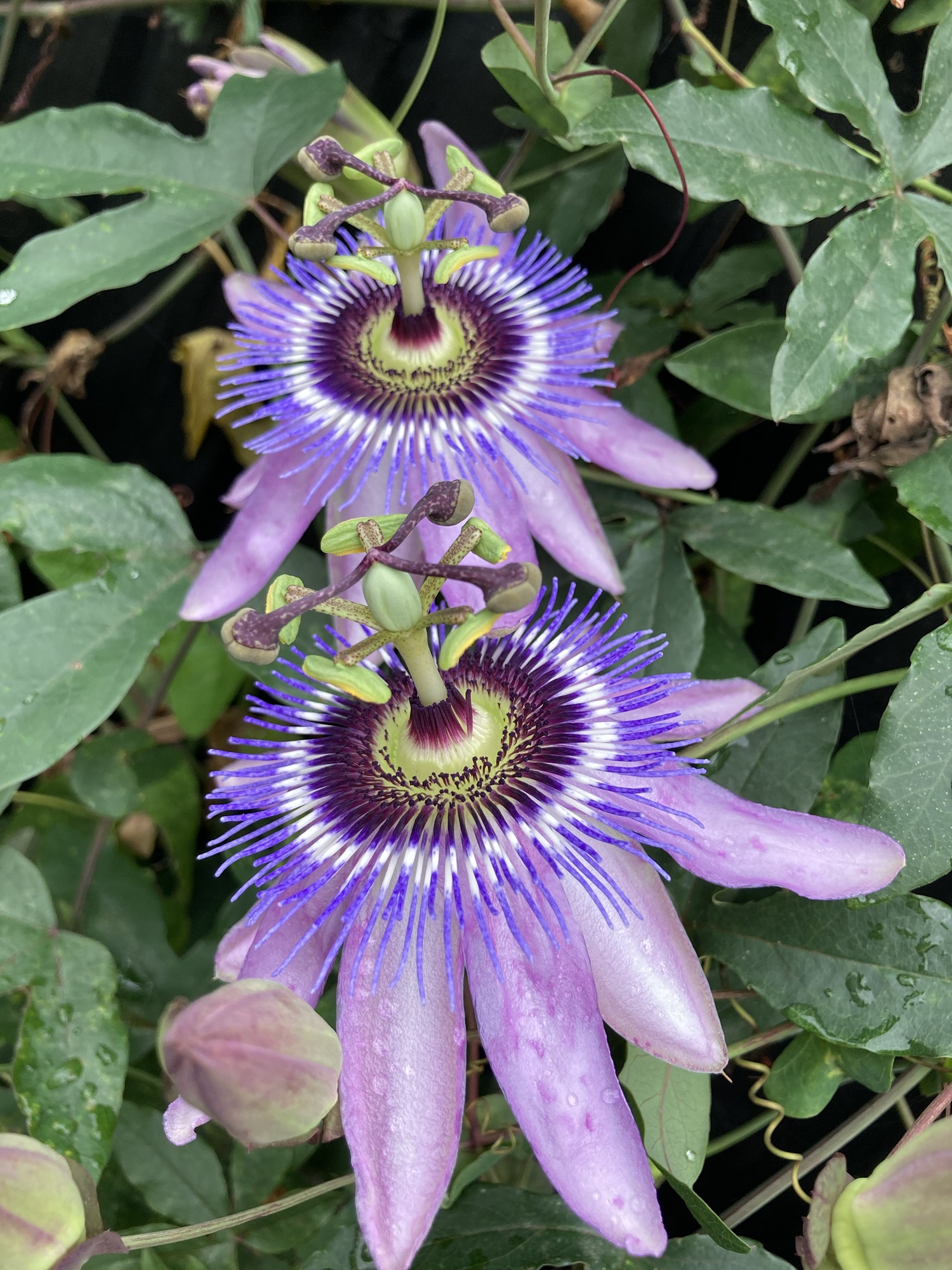Schrödinger's Passionflower – A Hardiness Trial – Devon